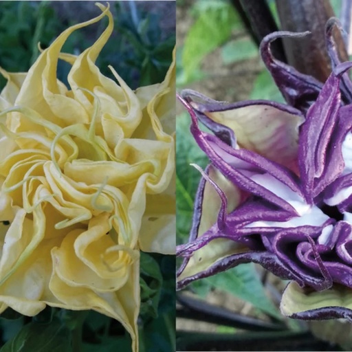 [F0392] Datura Ballerina Mix
