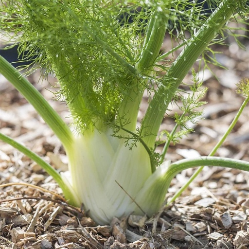 [P3000] Fenouil de Florence Précoce d’Été