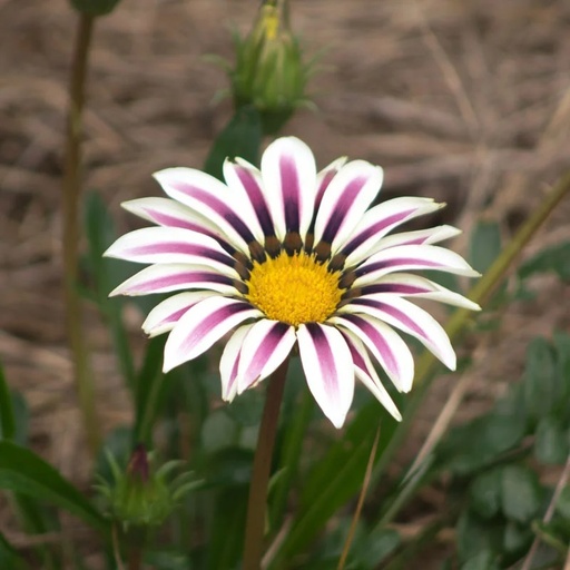 [F1402] Gazania Big Kiss White Flames