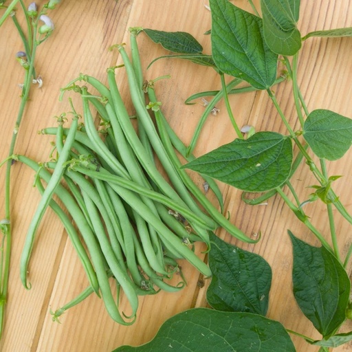 [P3499] Haricot Mangetout Nain Roi des Belges