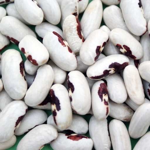 [P3403] Haricot à Écosser Nain Nombril de Bonne Sœur