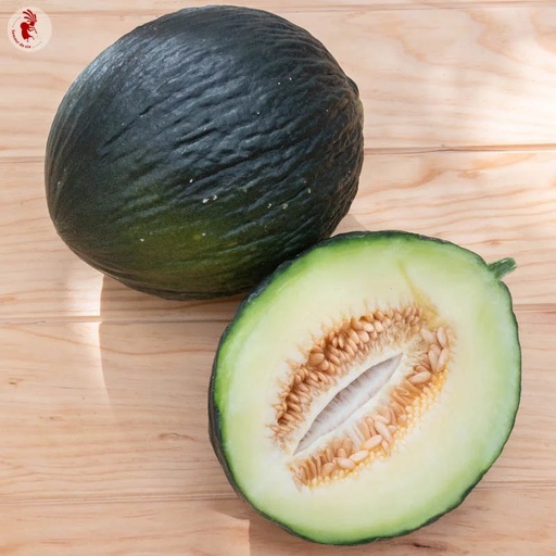 [P4319] Melon Vert Olive d’Hiver