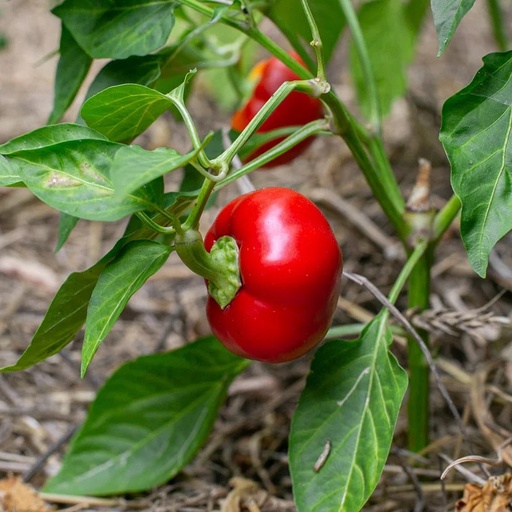 [P5114] Piment Fort Rouge/De Mi-Saison Alma Paprika