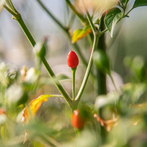 [P5305] Piment Très Fort Rouge/De Mi-Saison Coban Chile