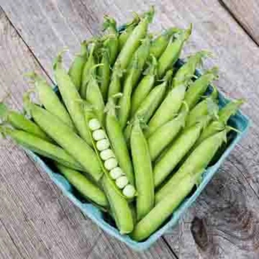 [P9904] Pois à Écosser Nain Karina
