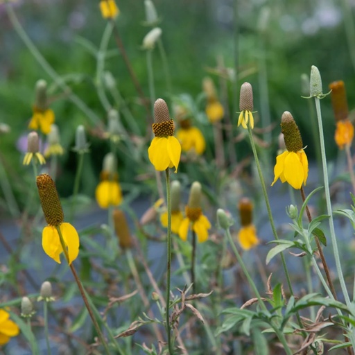 [F0259] Ratibida Yellow Prairie