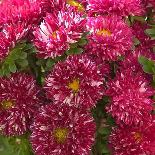 [F1447] Reine Marguerite Matsumoto Red Stripe