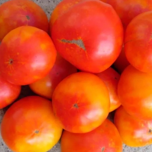 [P7456] Tomate Bigarrée Mi-Saison Anawine