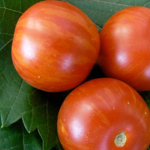 [P7202] Tomate Bigarrée Précoce Tiger Tom