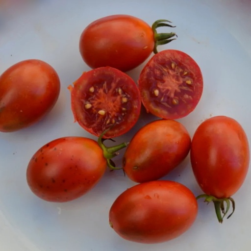 [P6165] Tomate Noire Mi-Saison Black Roma