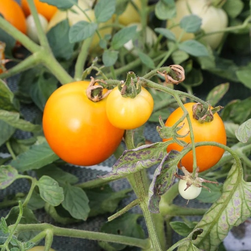 [P6402] Tomate Orange Précoce Gold Dust