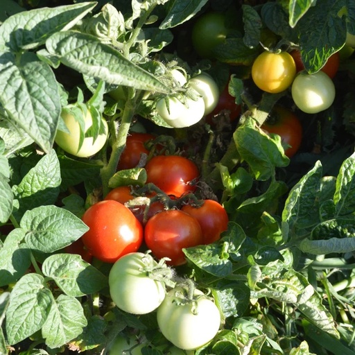 [P6142] Tomate Rouge Précoce Budai Torpe