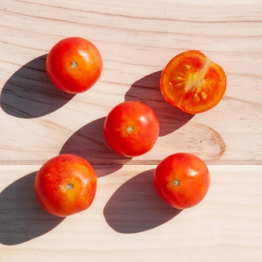 [P7417] Tomate-Cerise Bigarrée Précoce Isis Candy Cherry