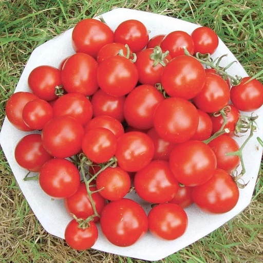 [P6022] Tomate-Cerise Rouge Précoce Washington Cherry