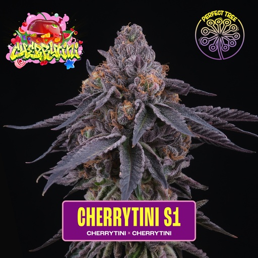 Cherrytini S1 Fem 