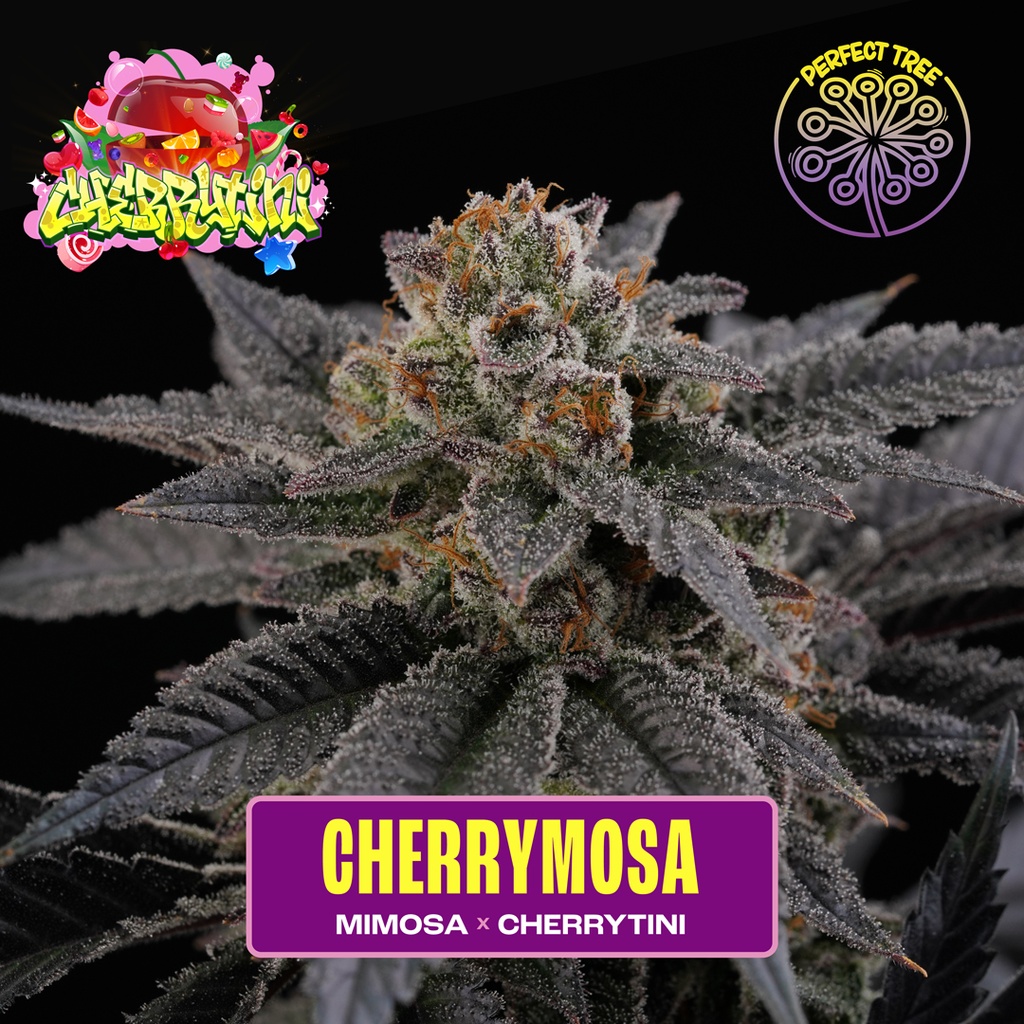 Cherrymosa Fem