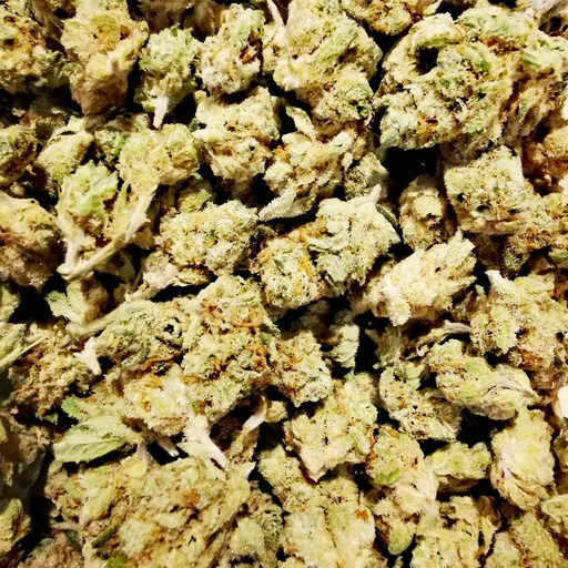 Amnésia small bud (Indoor)