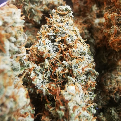 Fruit du Démon (Indoor)   