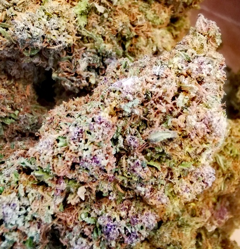 Yak Pudding (Greenhouse)