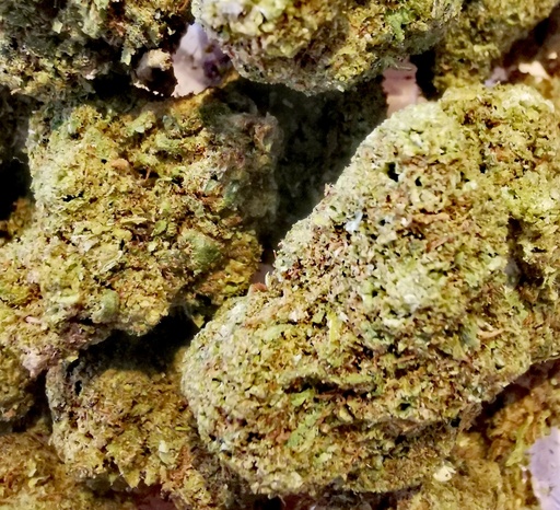 Pineapple  (Greenhouse) 