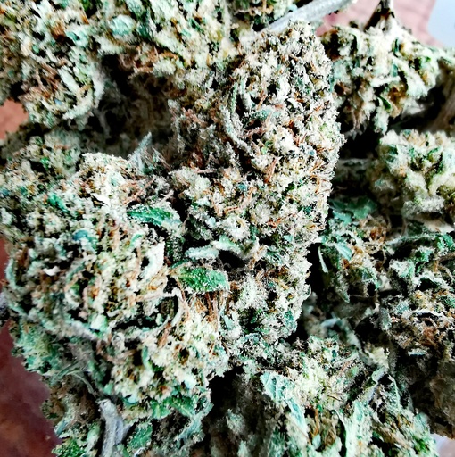 Tangie Kush (Greenhouse) 