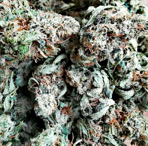 Jack Haze (Indoor) 